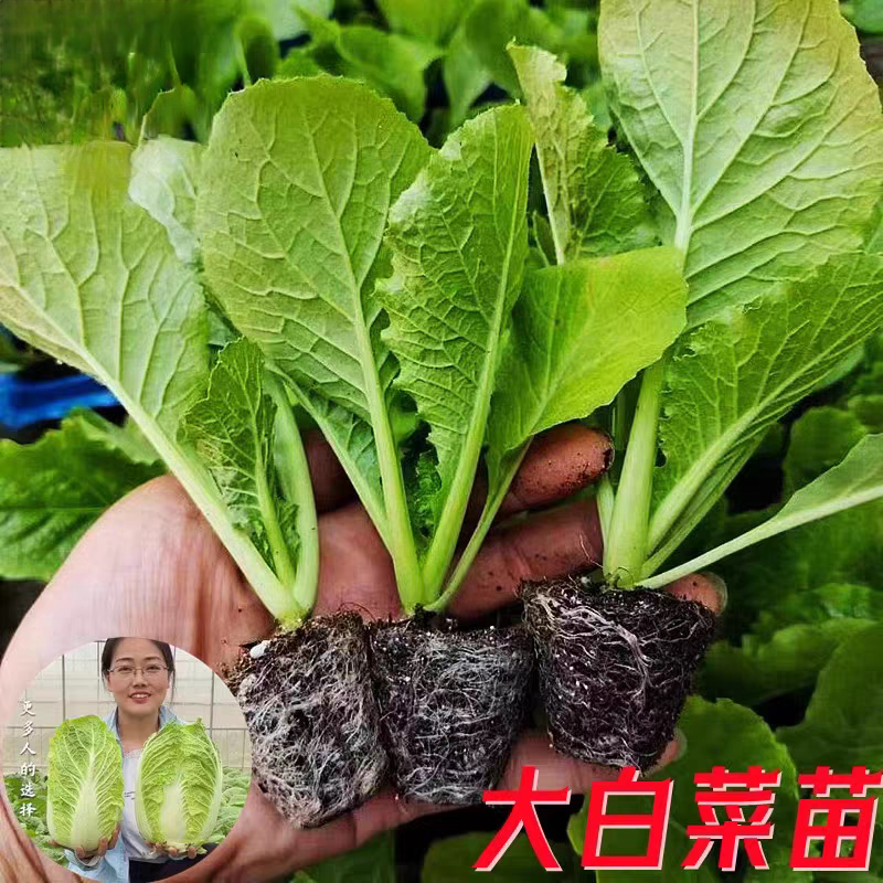 大白菜蔬菜秧苗四季种植耐热耐寒家庭园艺种子