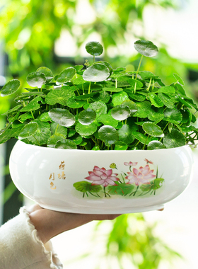 大号碗莲专用盆特价陶瓷铜钱草