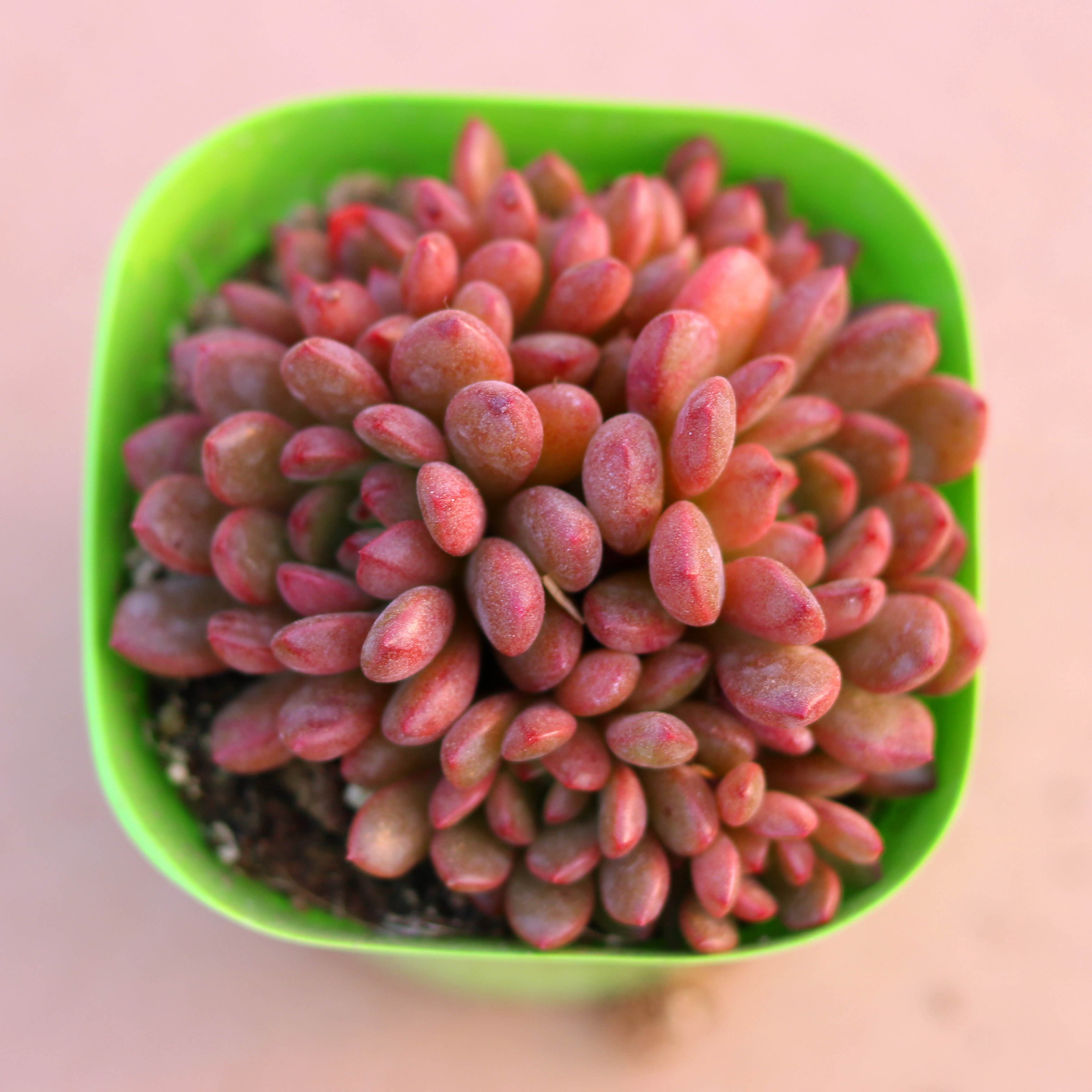 红宝石一物一拍鸡血多肉老桩群生多头窗台阳台办公桌室内带盆栽好