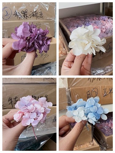 亚特兰蒂斯木绣球1～1.5g厚叶片塔状永生花花材diy材料包干花