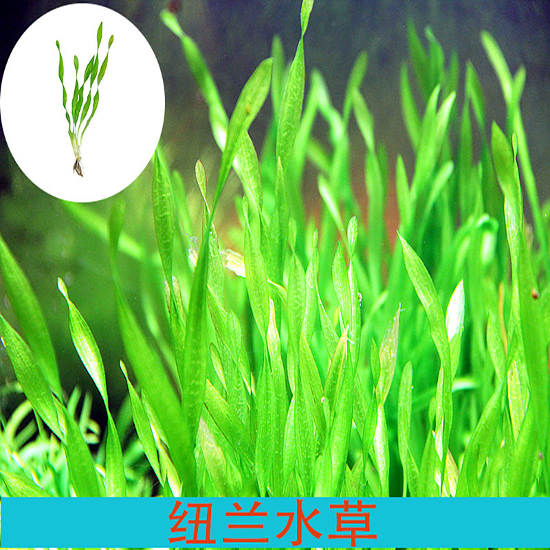 鱼缸真水草缸植物造景无需co2新手阴性水草纽兰扭兰活水草中后景 小寒水族水草批发 淘优券