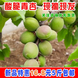 2026年青杏绿杏新鲜水果杏子孕妇水果杏子酸杏子非大黄杏5斤包邮