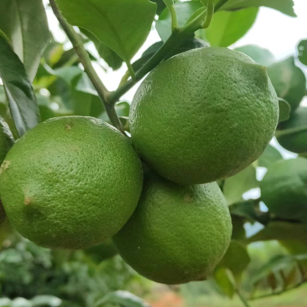 自家种现摘大柠檬青柠檬柠檬