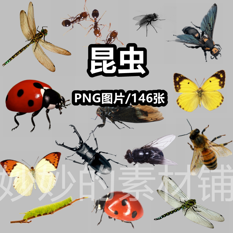 蝴蝶甲虫蚊子苍蝇蜘蛛蜻蜓螳螂png免抠图片昆虫透明背景ps素材