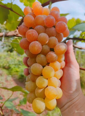 黑色极香长野紫宝光无核寒香蜜南北方种植盆栽地栽爬藤阳台葡萄苗