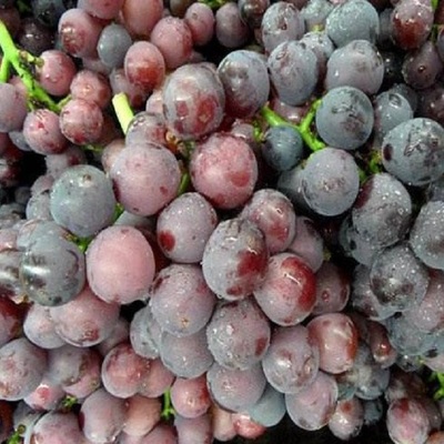 巨峰葡萄苗南方北方种植扦插嫁接苗盆栽地栽爬藤阳台葡萄小苗