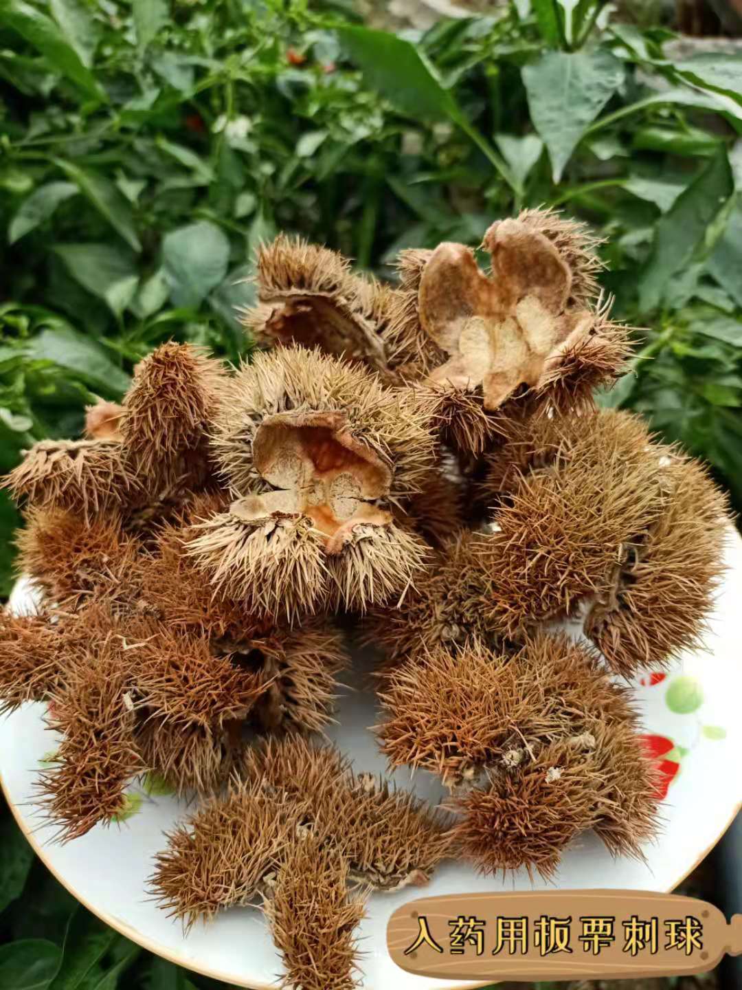 迁西精品板栗刺球草药粟子刺干栗蓬咳嗽野生毛球斗淋巴结纯干包邮