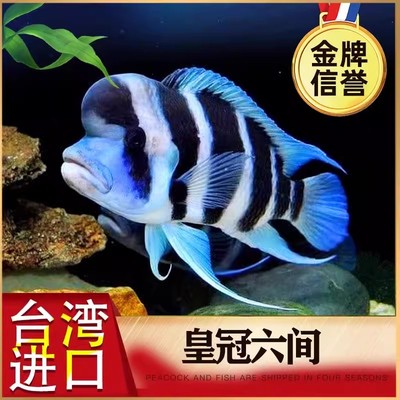 非洲进口三湖慈鲷鱼萨伊蓝布隆迪六间伊巴卡起鹅头活体热带观赏鱼