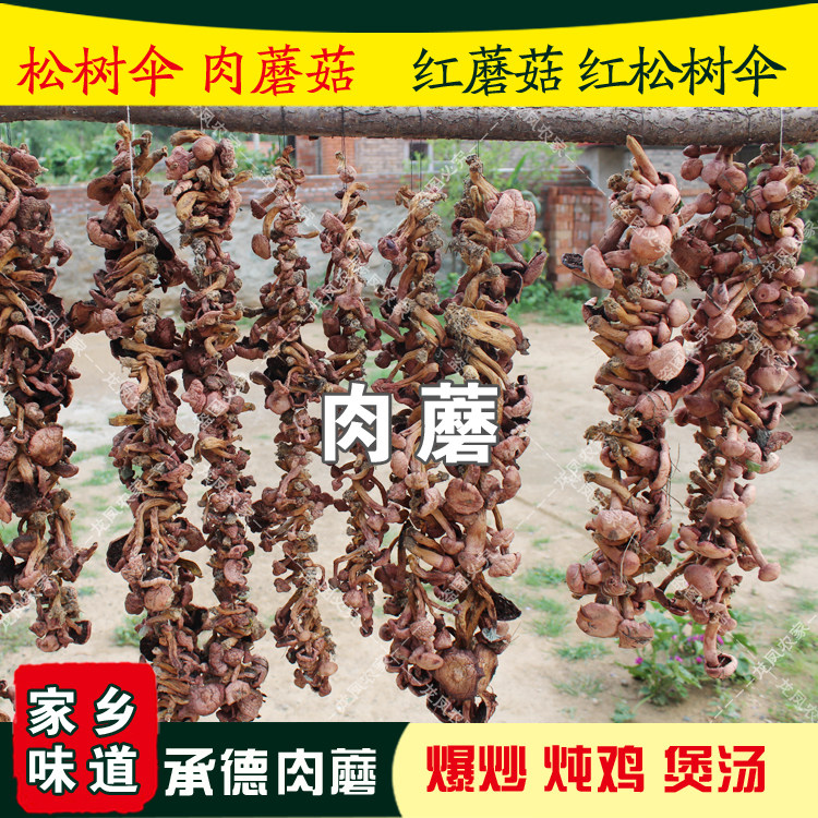 肉蘑食用菌承德松树伞蘑菇