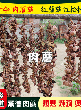 肉蘑食用菌承德松树伞蘑菇