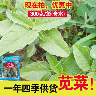 苋菜袋装含水新鲜口感西田谷 千子谷山野菜凉拌做馅均可