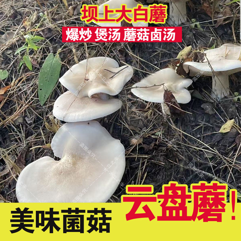 坝上大白蘑 云盘蘑 白片秋露白蘑菇 趟子蘑菇 食用菌蘑菇干货