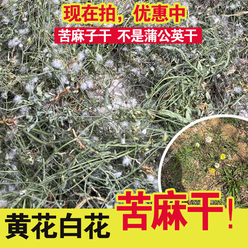 250克苦麻子干 不是蒲公英干 苦荬苦碟子小叶苦荬苦麻干半斤装