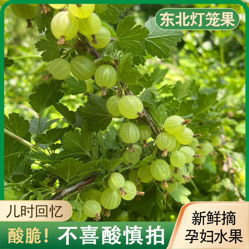 鲜果灯笼果酸子醋栗酸钉子刺梨酸梅鹅莓酸子粒1斤装东北水果500g