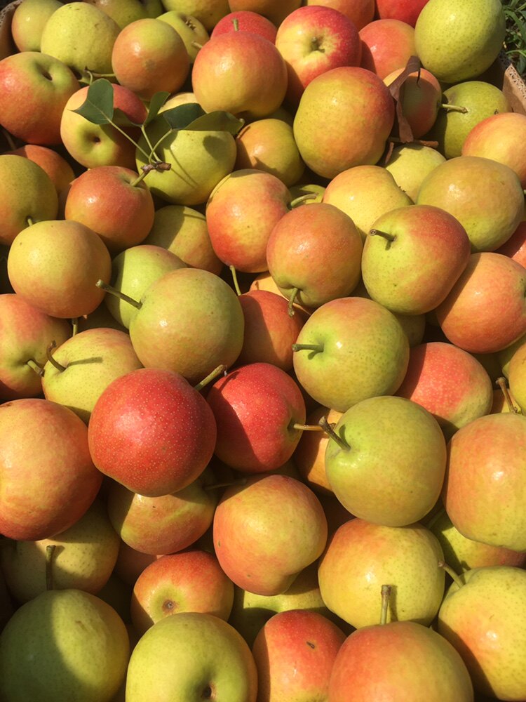 鞍山南果梨大新鲜10斤带箱包邮东北特产香水南国梨子水果整箱发货