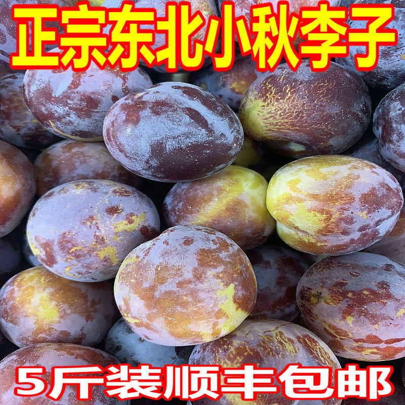 东北秋李子东北干核干碗李子脱骨小李子非大红袍李子5斤多省包邮