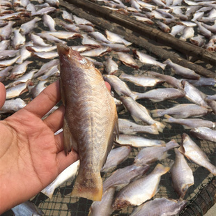 2斤装 包邮大午仔鱼肉多好吃大午笋鱼古鱼马友鱼大午仔鱼轻盐