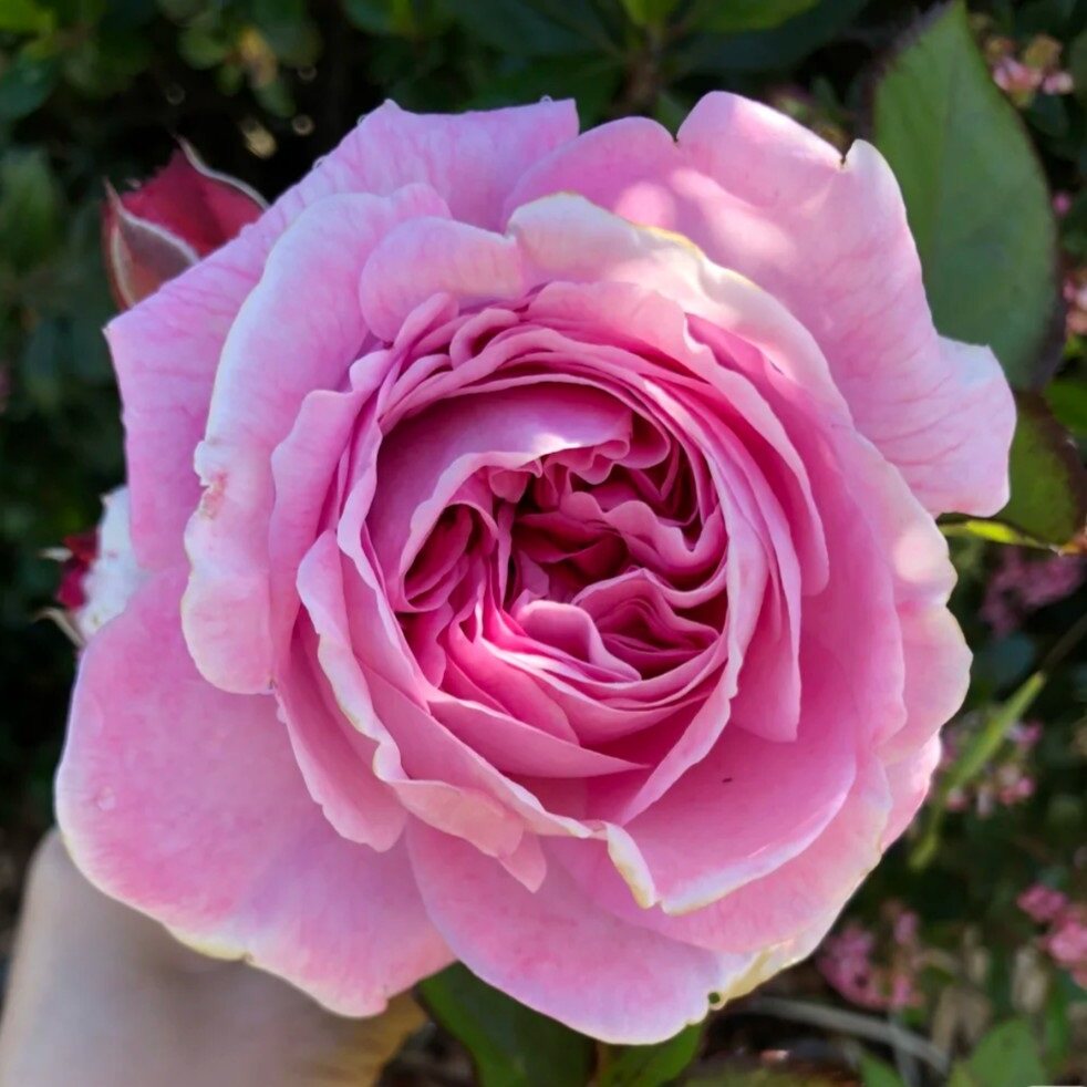 【伯爵玛丽】月季切花玫瑰粉色大花浓香四季丰花阳台庭院露台盆栽