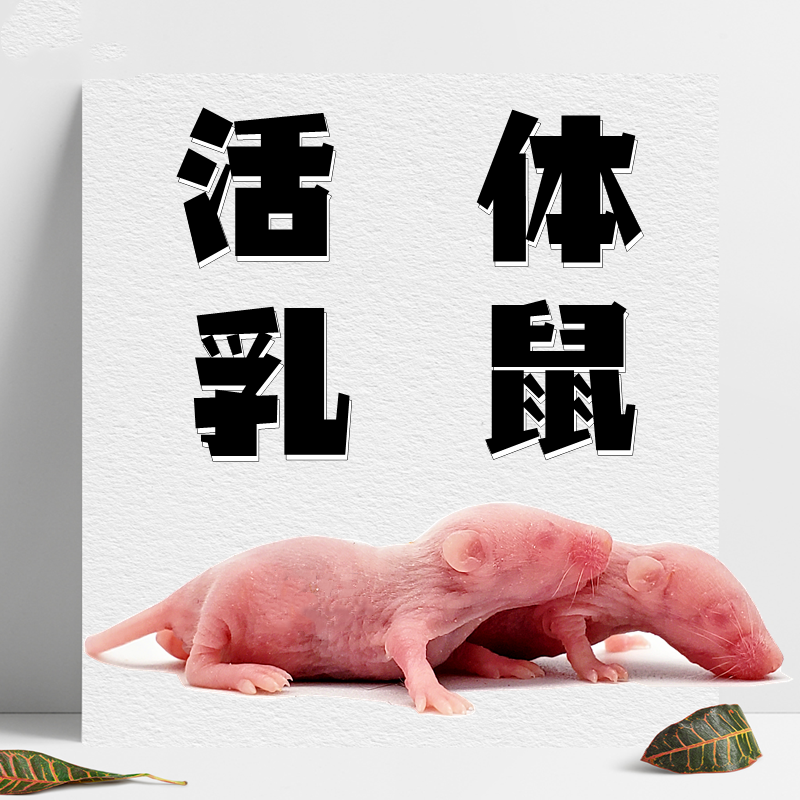 无菌小白乳鼠爬宠蛇苗猫龟喂养开口料红皮跳跳压成无菌鲜活乳鼠