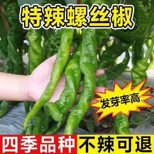 香辣螺丝椒种子辣椒种子超辣特辣薄皮尖椒青椒阳台盆栽蔬菜种籽