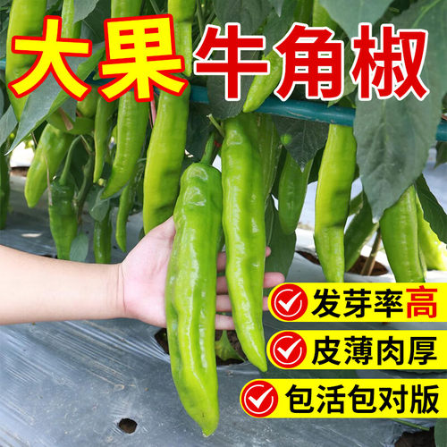 香辣大牛角椒辣椒种子羊角椒家庭阳台盆栽庭院小菜园有机蔬菜种子