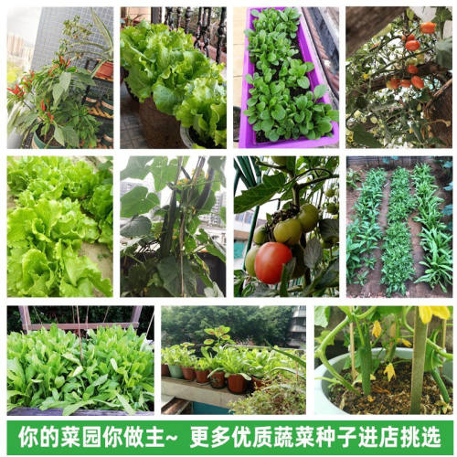 家庭蔬菜种子大全四季播种香菜生菜辣椒番茄籽孑阳台盆栽地栽农家