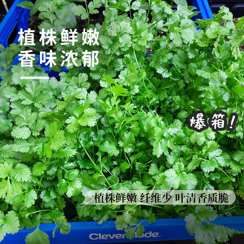 T01四季香菜种子农家老品种香菜四季播种耐寒阳台盆栽家庭有机