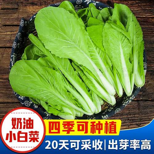 T02四季奶油小白菜种子速生快菜四季播种阳台盆栽家庭蔬菜种子