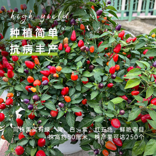 T40观赏七彩椒种子 观赏辣椒种子 家庭蔬菜种子 四季播种阳台盆栽