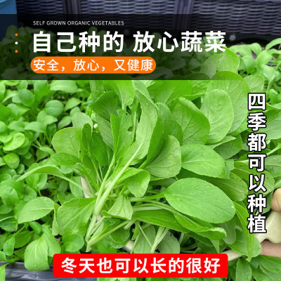 T17四季鸡毛菜种子 家庭蔬菜种子 阳台盆栽四季种植