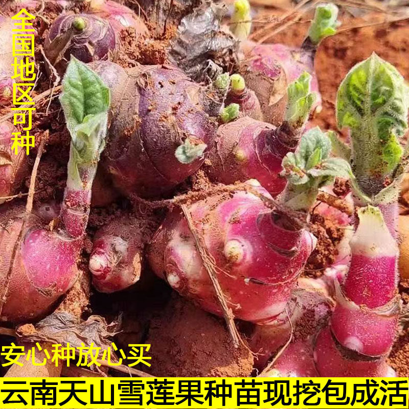 云南天山雪莲果种苗现挖包成活新鲜水果蔬菜苗