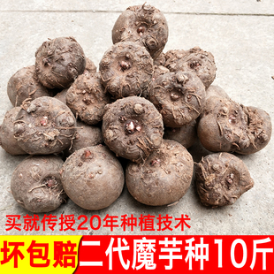 二代魔芋种10斤装20年种植技术指导坏包赔农家自种魔芋头