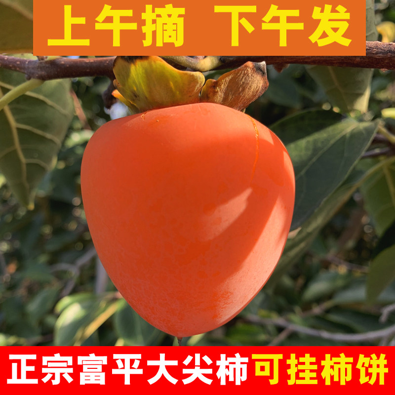 正宗富平柿子新鲜大尖柿硬8.5斤现摘应季软甜水果柿子可挂吊柿饼