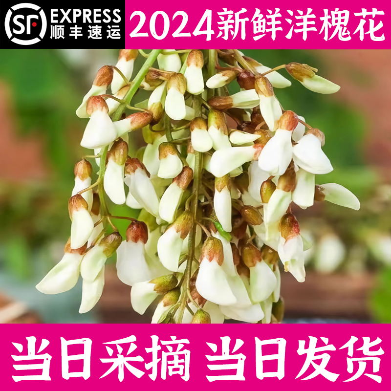 顺丰】槐花新鲜河南2024年新鲜洋槐花现摘杨槐花骨朵当季野菜蒸菜