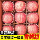 河南灵宝苹果三门峡正宗新鲜当季 水果一级精品冰糖心寺河山红富士