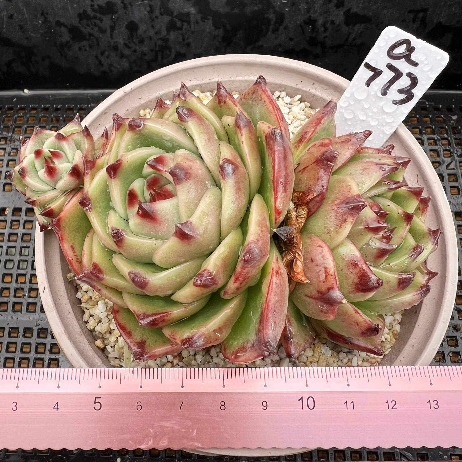 超级蓝龙  肉肉多肉植物小盆栽绿植新手花卉  一物一拍!