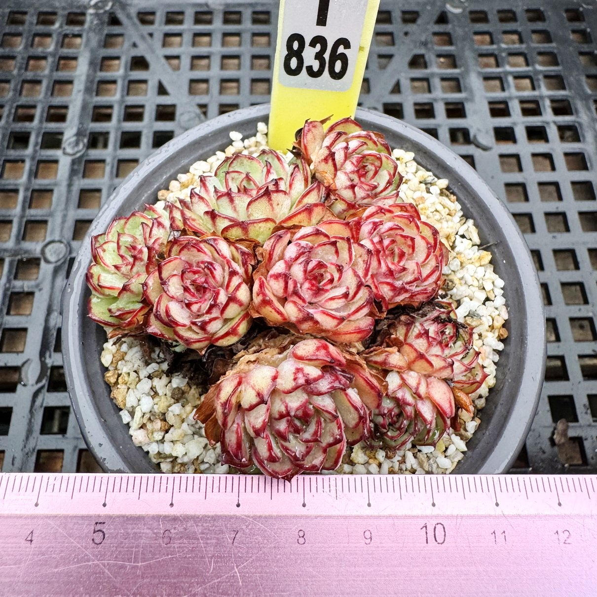 剑司杂姬莲 精致边线小型种 肉肉多肉植物盆栽绿植花卉 一物一拍