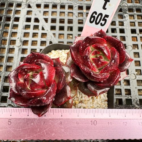 泡泡玫瑰 罗西玛基因多肉 多肉植物盆栽肉肉一物一拍 9cm盆