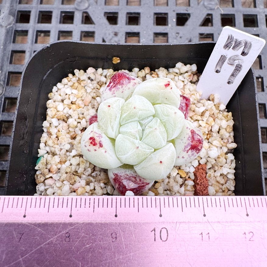 琉璃盏  冰透暗纹肉肉多肉植物小盆栽绿植新手花卉 一物一拍！