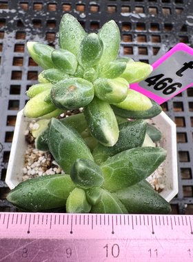 千代田锦小清新多肉植物肉肉
