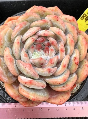 橙梦露 母本老桩 优选基因仙女橙15cm盆多肉植物盆栽绿植一物一拍