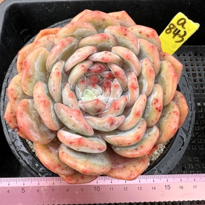 橙梦露母本老桩优选基因仙女橙