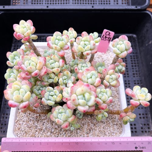 樱花罗琦老桩群精品多肉植物