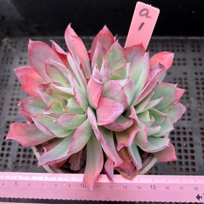 蓝光薄叶三仙肉肉多肉植物
