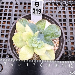 多肉锦合集 孤品 锦 景天锦 稀有锦 多肉植物肉肉  一物一拍