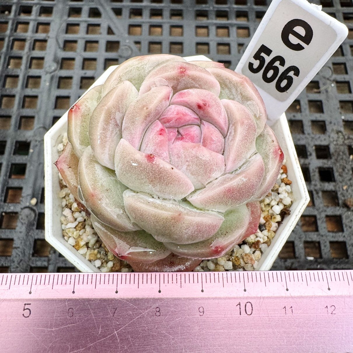 锦丝绒 圆滚滚包子多肉 肉肉精控多肉新手盆栽一物一拍9cm盆