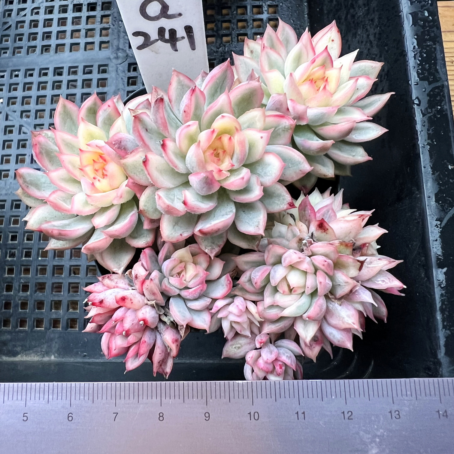 女雏锦 肉肉多肉植物盆栽绿植新手一物一拍覆轮锦 不包整