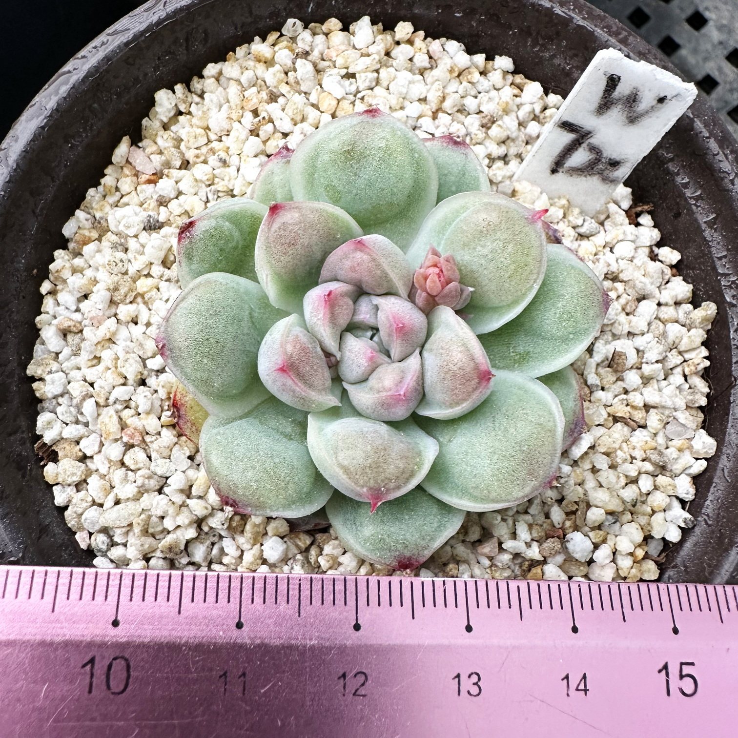 欧比迪  带瘤多肉植物精品盆栽新手肉肉一物一拍,鲜花速递/花卉仿真/绿植园艺,多肉植物,淘宝优惠券,粉丝福利购,淘宝优惠卷