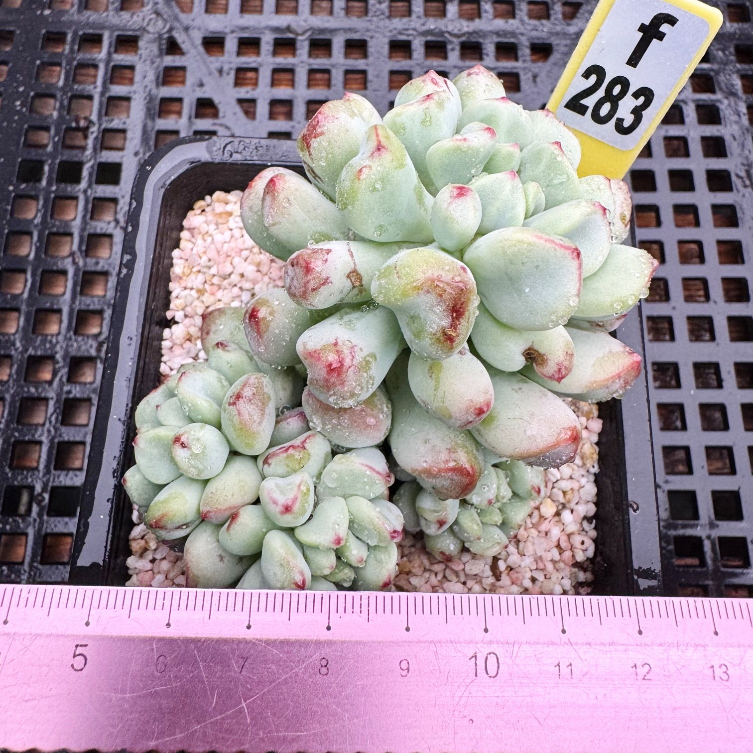 茉莉青提  老桩 精控多肉植物盆栽新手肉肉一物一拍 10cm盆,鲜花速递/花卉仿真/绿植园艺,多肉植物,淘宝优惠券,粉丝福利购,淘宝优惠卷