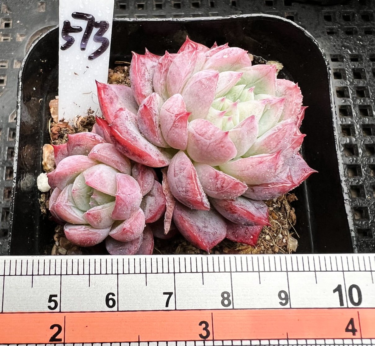 孤星 肉肉多肉植物小盆栽绿植新手花卉群生一物一拍!